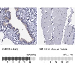 FLJ23834 Antibody, Novus Biologicals:Antibodies:Primary Antibodies